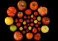 Генетики нашли способ вернуть томатам былой аромат | техномания