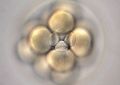 Редактирование генома испытали на жизнеспособных эмбрионах человека | техномания