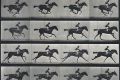 В ДНК живого организма записали анимацию с бегущей лошадью
