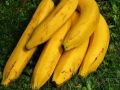 Bananacoin – это криптовалюта для инвестиций в производство бананов  | техномания