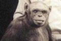 Рассказано о создании гибрида человека и обезьяны | техномания