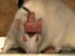 С помощью компьютерной мыши научились управлять живой