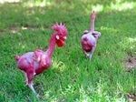 В Израиле изобрели курицу без перьев