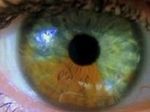 Учёные научились менять цвет глаз