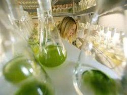 Начались споры об экологической эффективности биотоплива