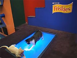 Friskies предложил поиграть с живыми котами в Facebook