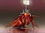 В США готовят к производству первых в мире насекомых-киборгов