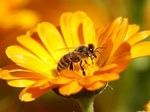 Микрочипы помогли объяснить исчезновение пчел