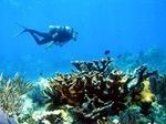 Кораллы смогут пережить глобальное потепление