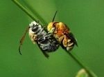 Мобильники уничтожают пчел и тараканов