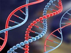 Созданы альтернативные ДНК и РНК