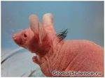Биологи пересадили мыши волосы, созданные из стволовых клеток