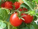 Трансгенные томаты практически не гниют