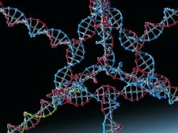 Из ДНК-оригами сделали генный выключатель