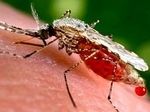 Ученые создали генетически измененных комаров | техномания