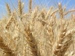 Египет: ученые вывели лучший сорт пшеницы в мире