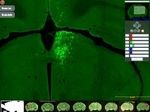Виртуальный микроскоп установит связи в мозге мыши