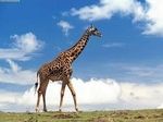 Ученые обнаружили хищного восьминогого жирафа