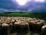 Овечье стадо как сборище эгоистов