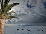 В нынешней Антарктике скоро будут расти пальмы