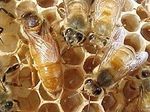Учёные увеличили продолжительность жизни пчёл в 15 раз