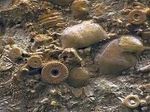На Камчатке нашли машину возрастом 400 миллионов лет